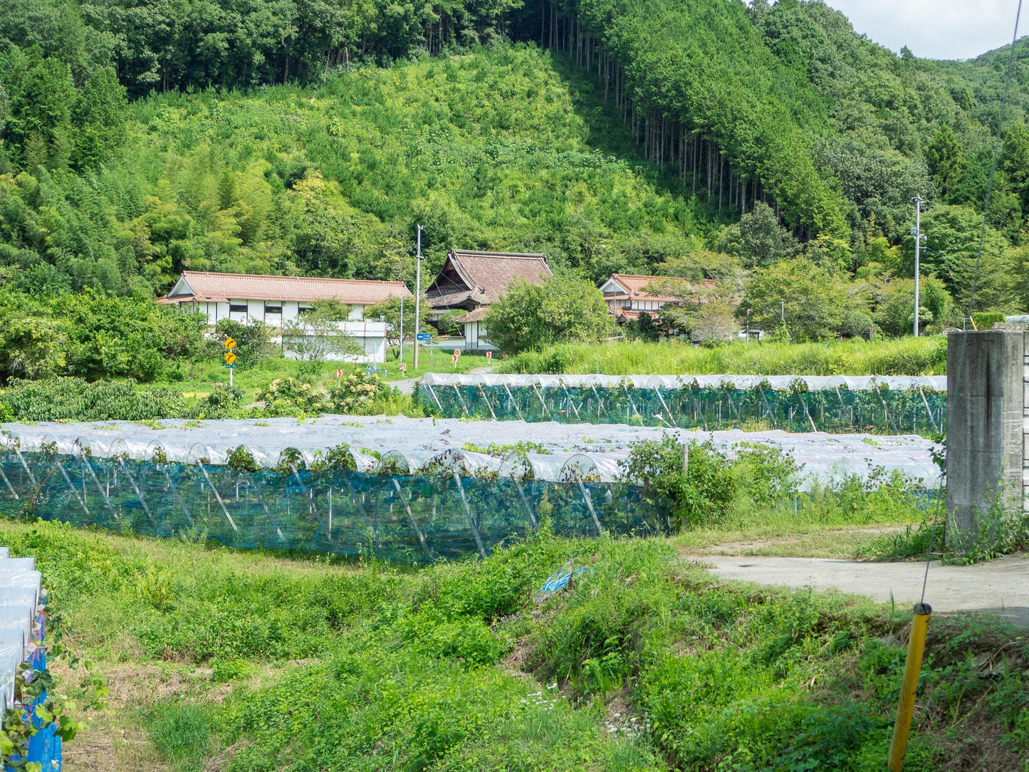 【2025予約】岡山ピオーネお試しセット