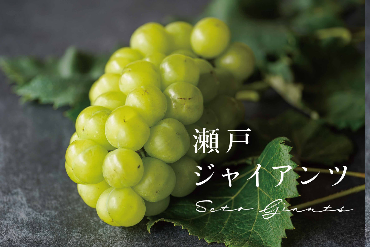 【2025予約】岡山 瀬戸ジャイアンツ満喫セット