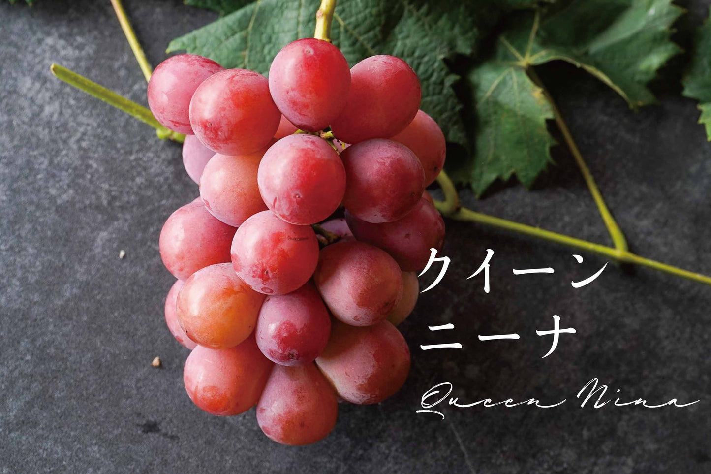 【2025予約】緑・紫・赤のぶどう3種セット