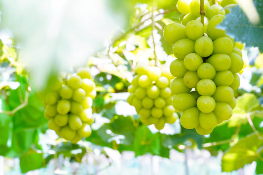 【2025予約】ぶどう4種食べ比べセット