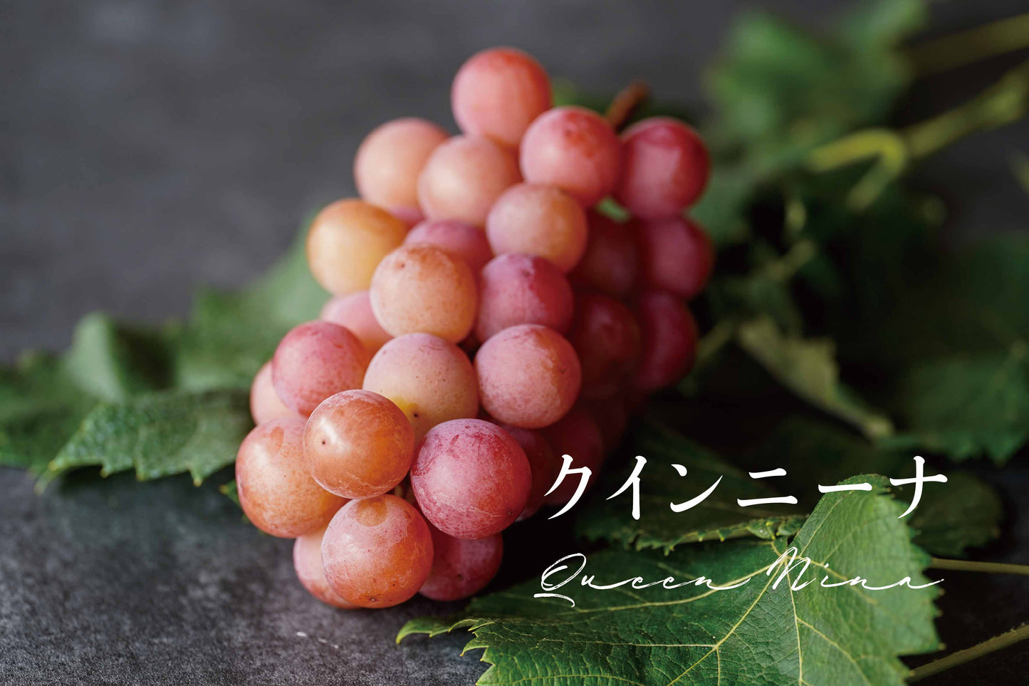 【予約】ぶどう4種食べ比べセット