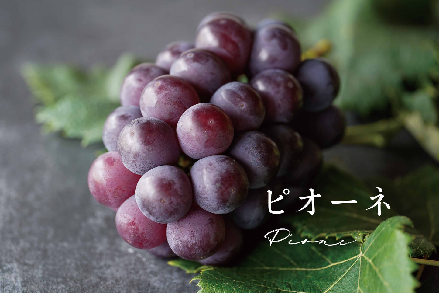 【予約】岡山の王道ぶどう3種セット