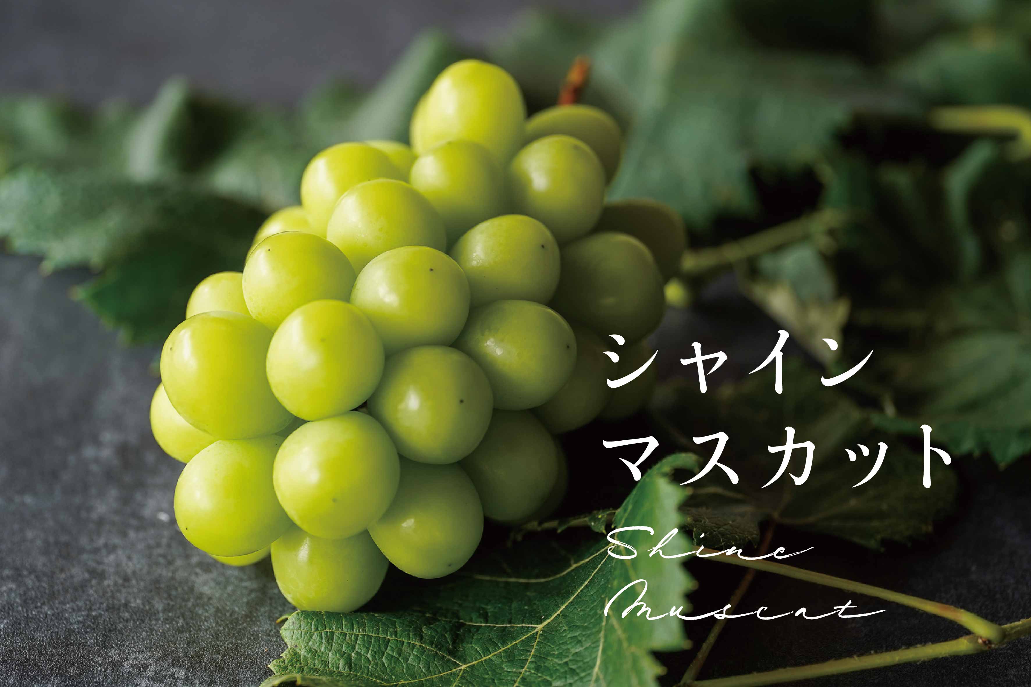 予約】岡山の王道ぶどう3種セット – Kawahara Green Farm